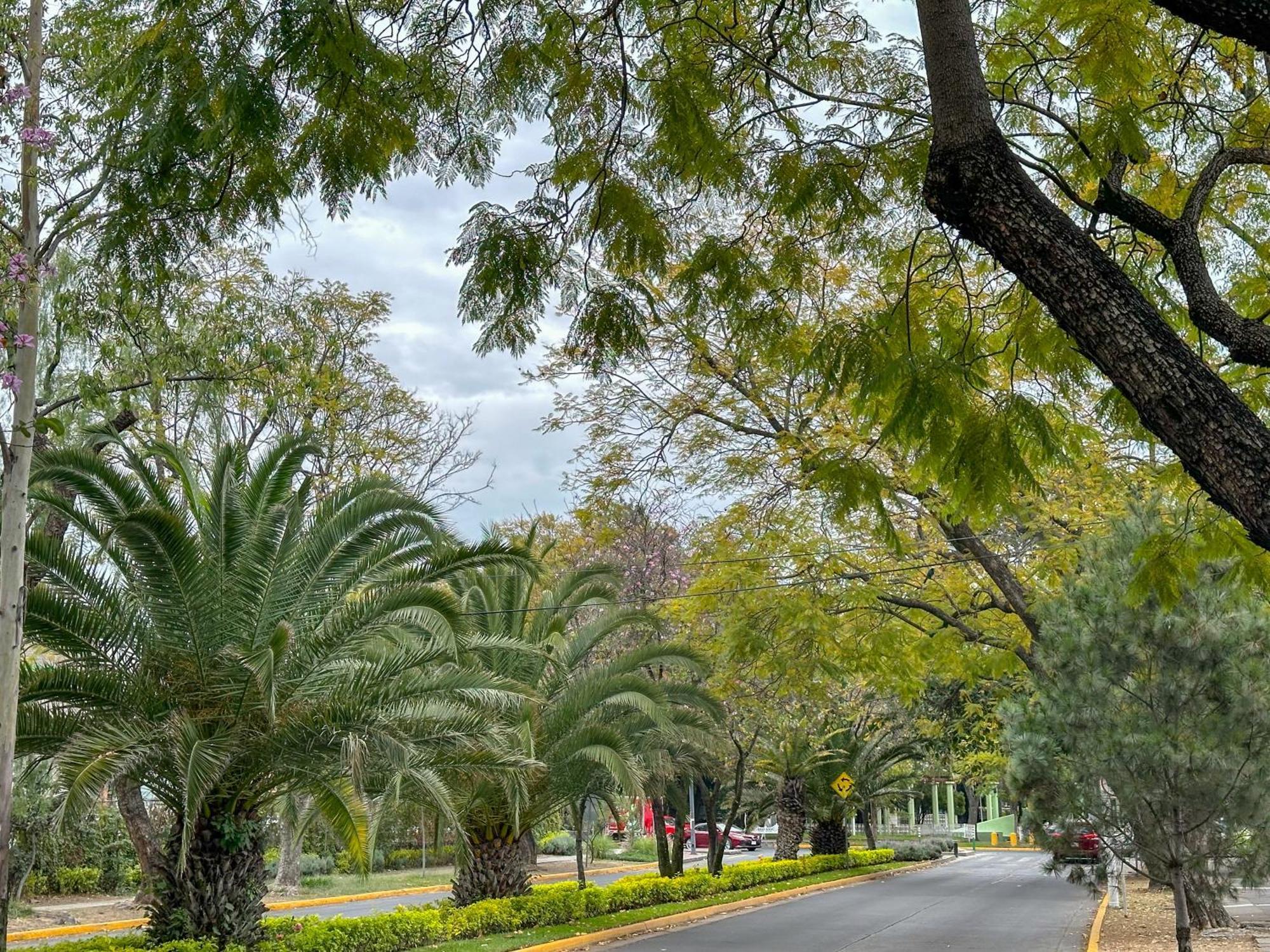 Suite/ terraza en la glorieta chapalita Guadalajara Esterno foto